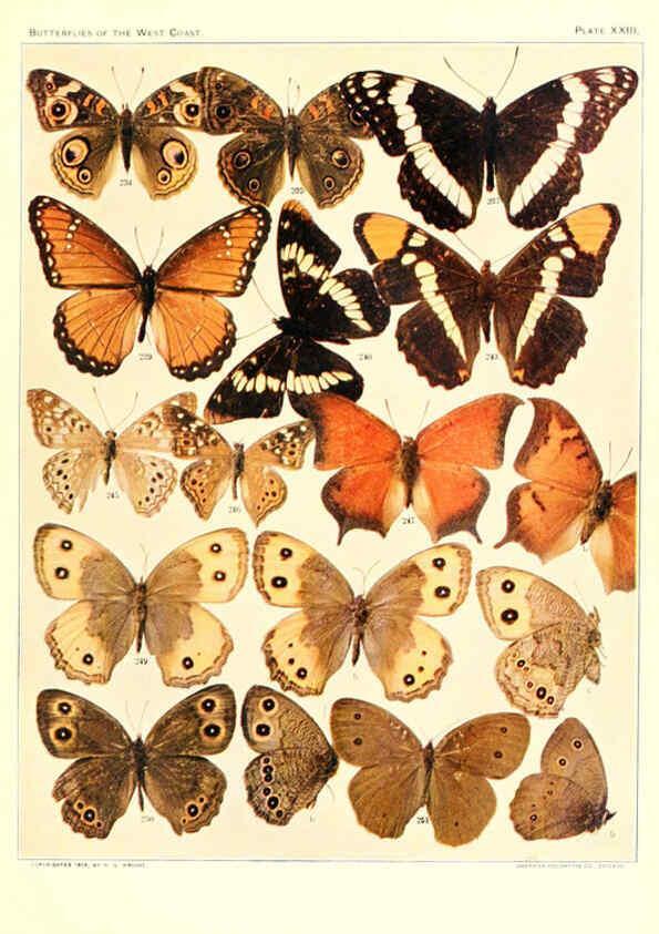 Reproducción/Reproduction 6234374818: The butterflies of the West Coast of the United States San Bernardino, Calif. :Wright,1906, c1905