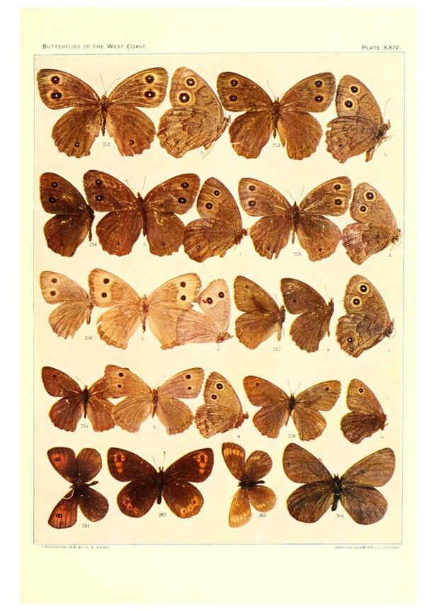 Reproducción/Reproduction 6234375068: The butterflies of the West Coast of the United States San Bernardino, Calif. :Wright,1906, c1905