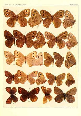 Reproducción/Reproduction 6234375068: The butterflies of the West Coast of the United States San Bernardino, Calif. :Wright,1906, c1905