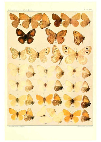 Reproducción/Reproduction 6233850179: The butterflies of the West Coast of the United States San Bernardino, Calif. :Wright,1906, c1905