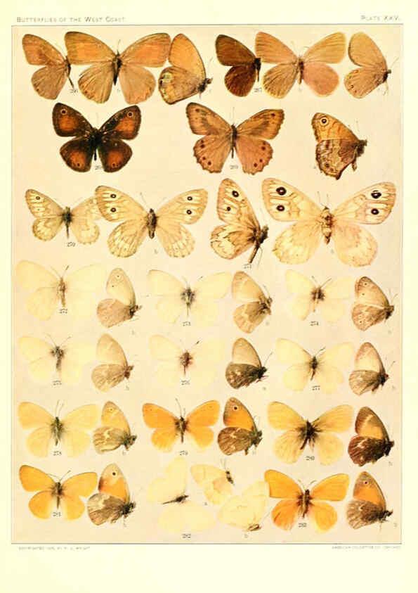 Reproducción/Reproduction 6233850179: The butterflies of the West Coast of the United States San Bernardino, Calif. :Wright,1906, c1905