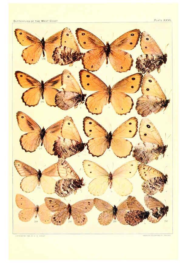 Reproducción/Reproduction 6234375506: The butterflies of the West Coast of the United States San Bernardino, Calif. :Wright,1906, c1905