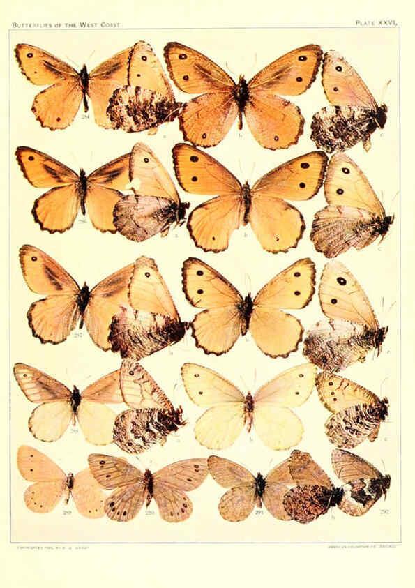 Reproducción/Reproduction 6234375506: The butterflies of the West Coast of the United States San Bernardino, Calif. :Wright,1906, c1905