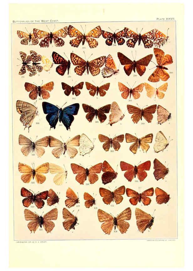 Reproducción/Reproduction 6233850561: The butterflies of the West Coast of the United States San Bernardino, Calif. :Wright,1906, c1905