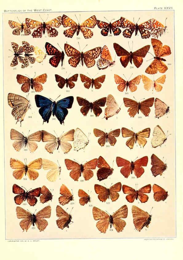 Reproducción/Reproduction 6233850561: The butterflies of the West Coast of the United States San Bernardino, Calif. :Wright,1906, c1905