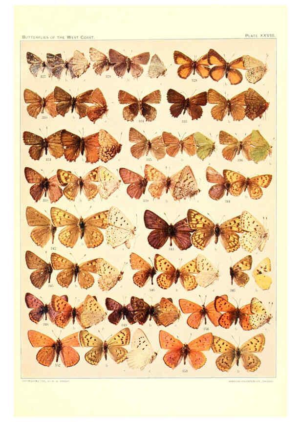 Reproducción/Reproduction 6233850751: The butterflies of the West Coast of the United States San Bernardino, Calif. :Wright,1906, c1905
