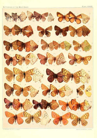 Reproducción/Reproduction 6233850751: The butterflies of the West Coast of the United States San Bernardino, Calif. :Wright,1906, c1905