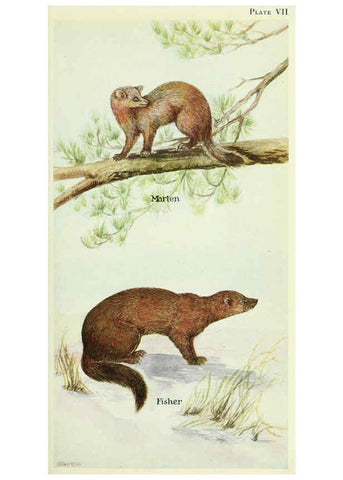 Reproducción/Reproduction 6234068465: Field book of North American mammals New York,G. P. Putnam's Sons,1928
