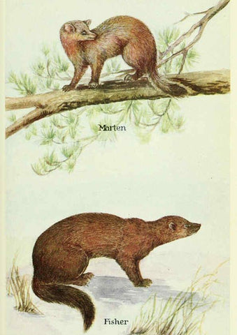 Reproducción/Reproduction 6234068465: Field book of North American mammals New York,G. P. Putnam's Sons,1928