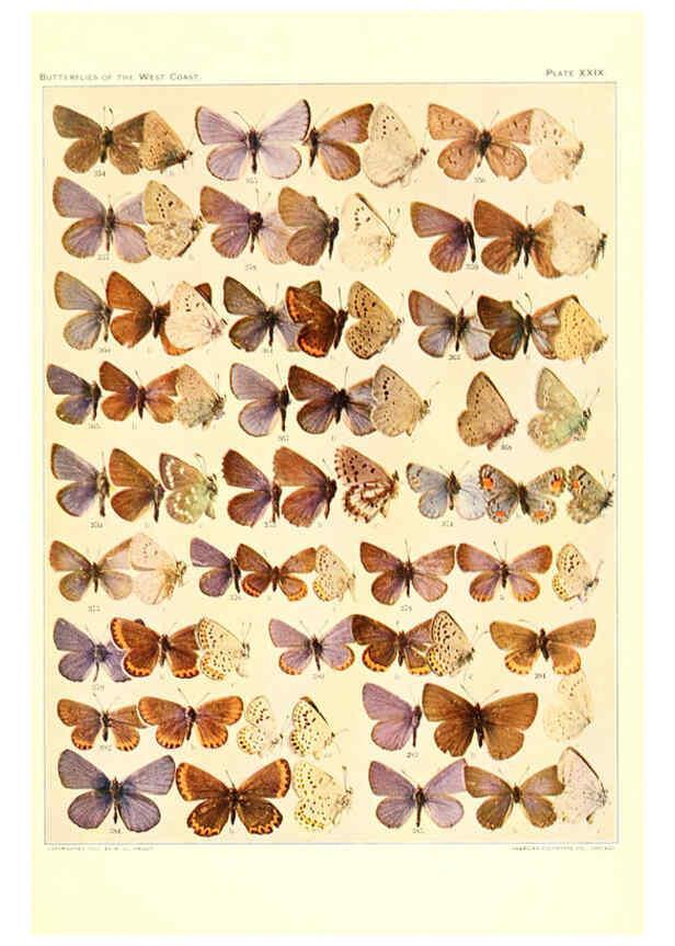 Reproducción/Reproduction 6233851003: The butterflies of the West Coast of the United States San Bernardino, Calif. :Wright,1906, c1905