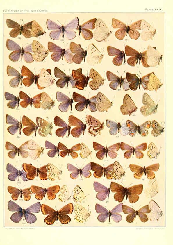 Reproducción/Reproduction 6233851003: The butterflies of the West Coast of the United States San Bernardino, Calif. :Wright,1906, c1905