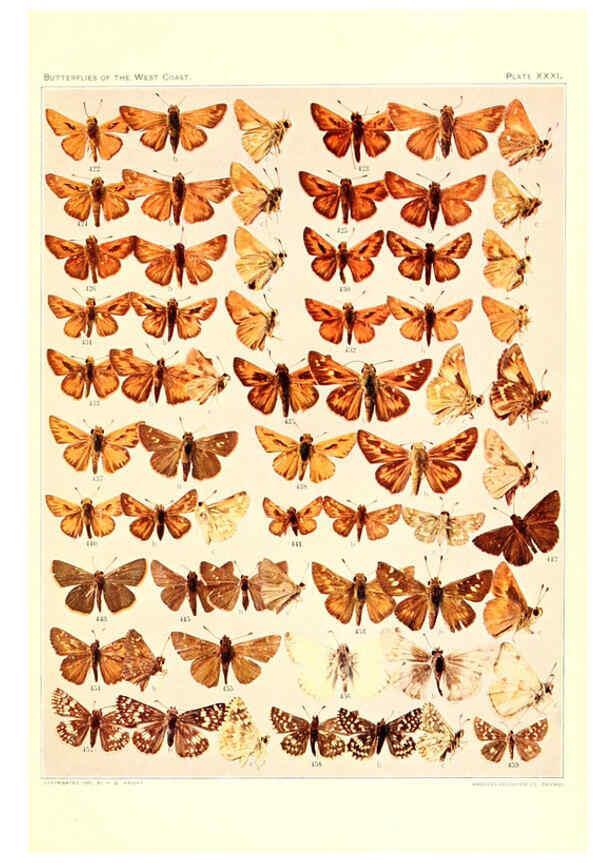Reproducción/Reproduction 6233851465: The butterflies of the West Coast of the United States San Bernardino, Calif. :Wright,1906, c1905