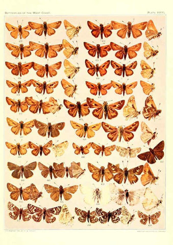 Reproducción/Reproduction 6233851465: The butterflies of the West Coast of the United States San Bernardino, Calif. :Wright,1906, c1905