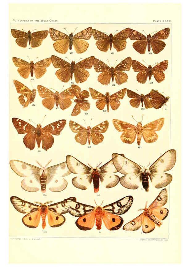 Reproducción/Reproduction 6234376876: The butterflies of the West Coast of the United States San Bernardino, Calif. :Wright,1906, c1905