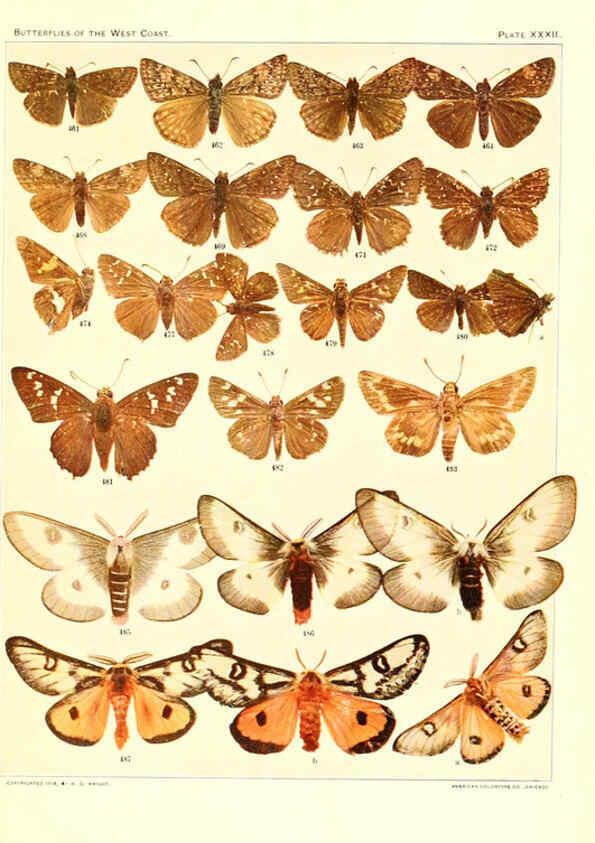 Reproducción/Reproduction 6234376876: The butterflies of the West Coast of the United States San Bernardino, Calif. :Wright,1906, c1905