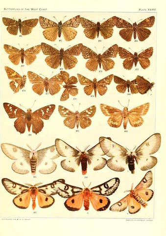 Reproducción/Reproduction 6234376876: The butterflies of the West Coast of the United States San Bernardino, Calif. :Wright,1906, c1905