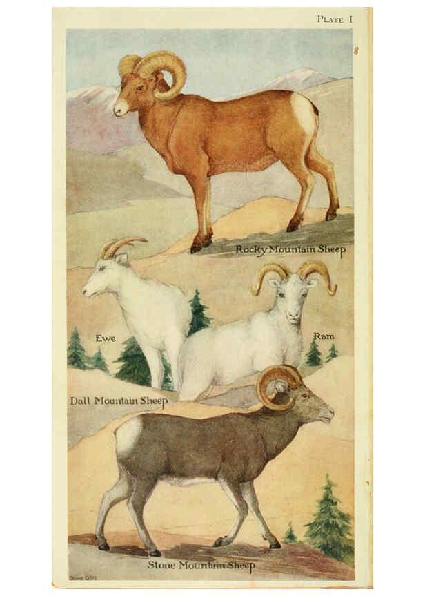 Reproducción/Reproduction 6234066307: Field book of North American mammals New York,G. P. Putnam's Sons,1928