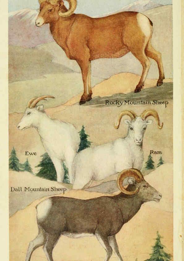 Reproducción/Reproduction 6234066307: Field book of North American mammals New York,G. P. Putnam's Sons,1928