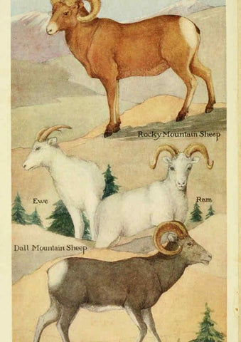 Reproducción/Reproduction 6234066307: Field book of North American mammals New York,G. P. Putnam's Sons,1928