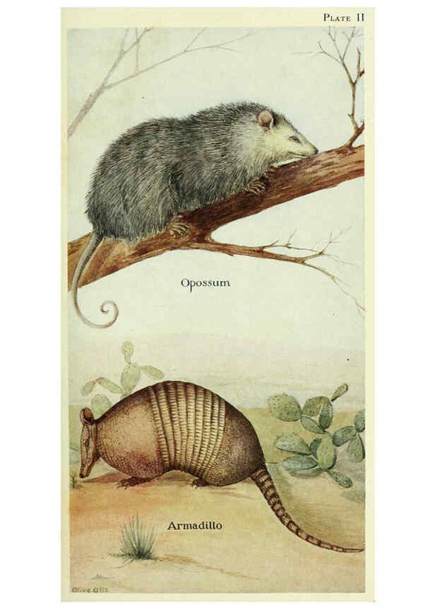Reproducción/Reproduction 6234066811: Field book of North American mammals New York,G. P. Putnam's Sons,1928