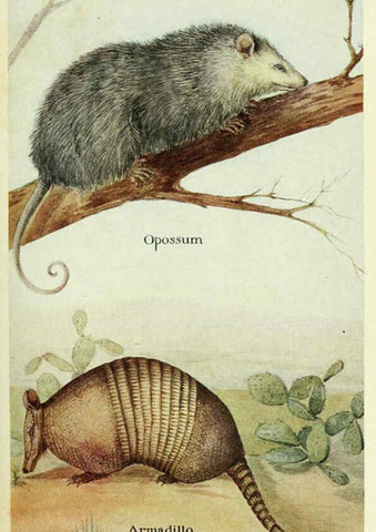 Reproducción/Reproduction 6234066811: Field book of North American mammals New York,G. P. Putnam's Sons,1928