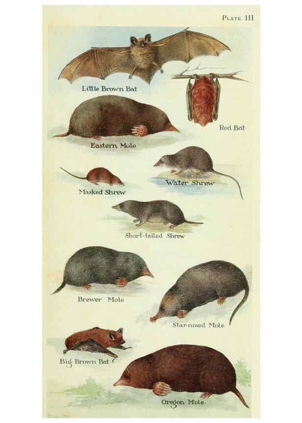 Reproducción/Reproduction 6234067159: Field book of North American mammals New York,G. P. Putnam's Sons,1928