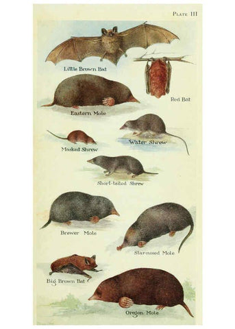 Reproducción/Reproduction 6234067159: Field book of North American mammals New York,G. P. Putnam's Sons,1928