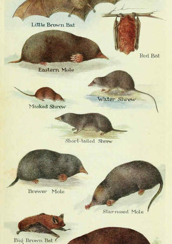 Reproducción/Reproduction 6234067159: Field book of North American mammals New York,G. P. Putnam's Sons,1928