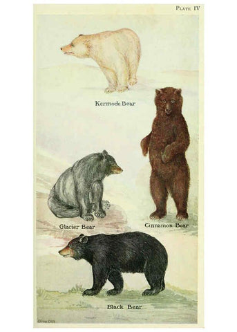 Reproducción/Reproduction 6234592188: Field book of North American mammals New York,G. P. Putnam's Sons,1928