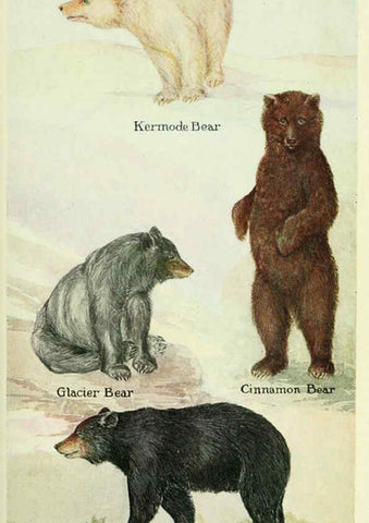Reproducción/Reproduction 6234592188: Field book of North American mammals New York,G. P. Putnam's Sons,1928
