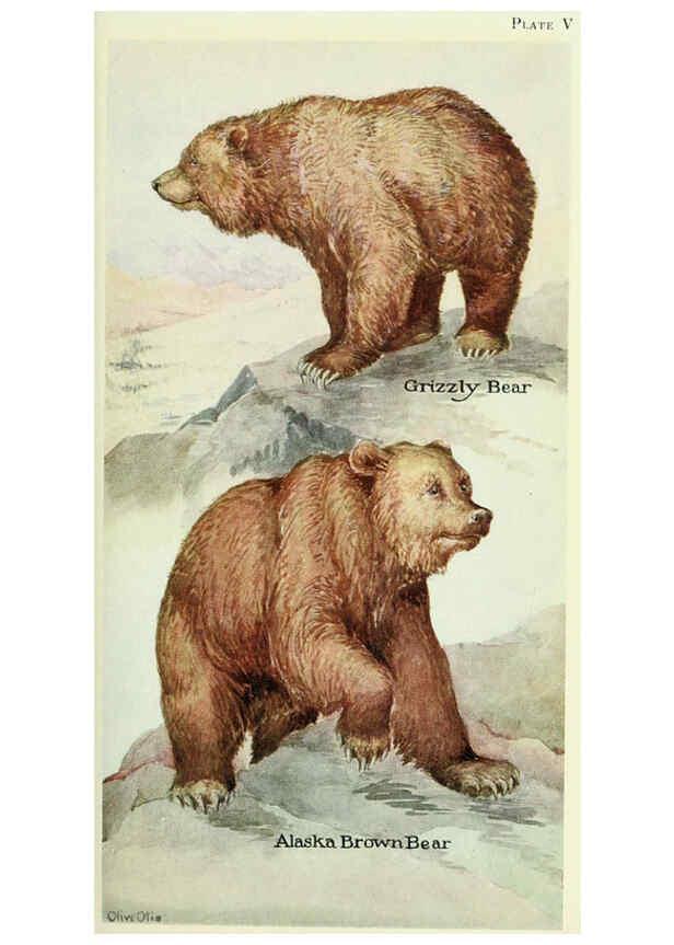 Reproducción/Reproduction 6234067835: Field book of North American mammals New York,G. P. Putnam's Sons,1928