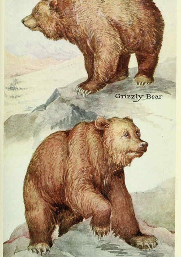Reproducción/Reproduction 6234067835: Field book of North American mammals New York,G. P. Putnam's Sons,1928