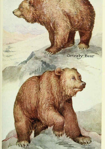 Reproducción/Reproduction 6234067835: Field book of North American mammals New York,G. P. Putnam's Sons,1928