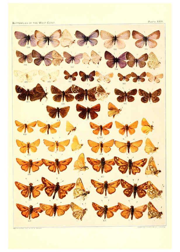 Reproducción/Reproduction 6233851281: The butterflies of the West Coast of the United States San Bernardino, Calif. :Wright,1906, c1905