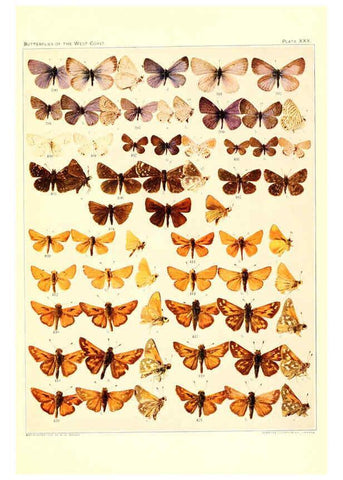 Reproducción/Reproduction 6233851281: The butterflies of the West Coast of the United States San Bernardino, Calif. :Wright,1906, c1905