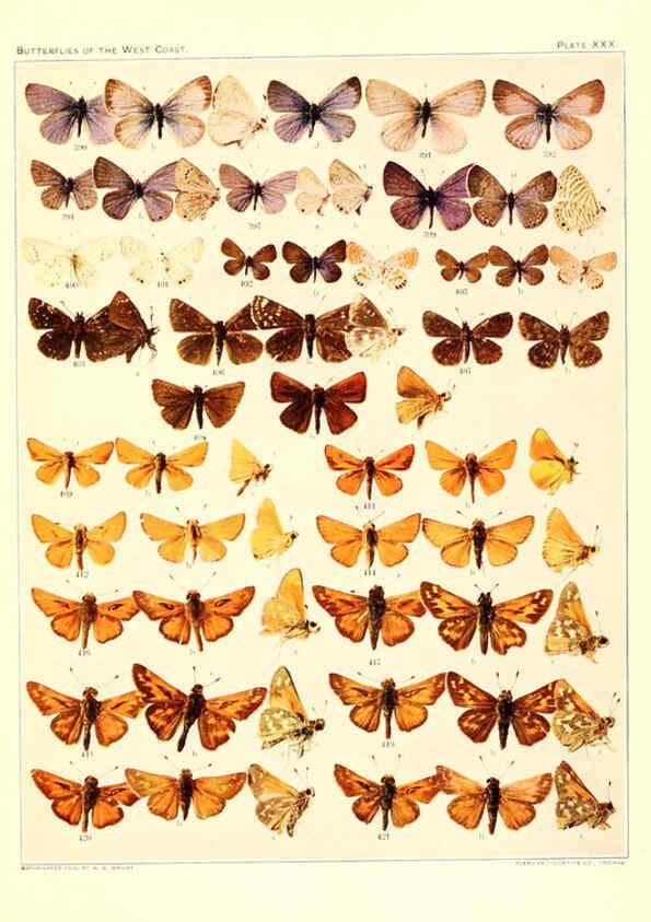 Reproducción/Reproduction 6233851281: The butterflies of the West Coast of the United States San Bernardino, Calif. :Wright,1906, c1905