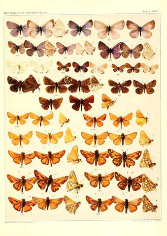 Reproducción/Reproduction 6233851281: The butterflies of the West Coast of the United States San Bernardino, Calif. :Wright,1906, c1905