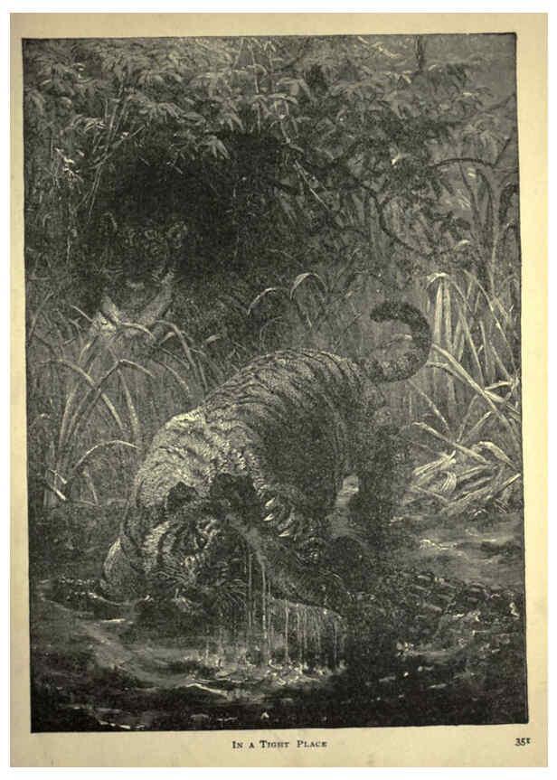 Reproducción/Reproduction 6221064208: Forest and jungle, or, Thrilling adventures in all quarters of the globe Chicago ;The Werner Company,1896
