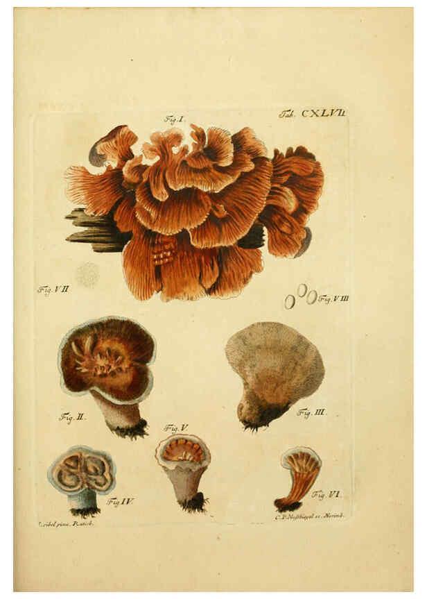 Reproducción/Reproduction 6256918519: Fungorum qui in Bavaria et Palatinatu circa Ratisbonam nascuntur icones, nativis coloribus expressae. v.1-2. Erlangae,Apud J.J. Palmium,1800