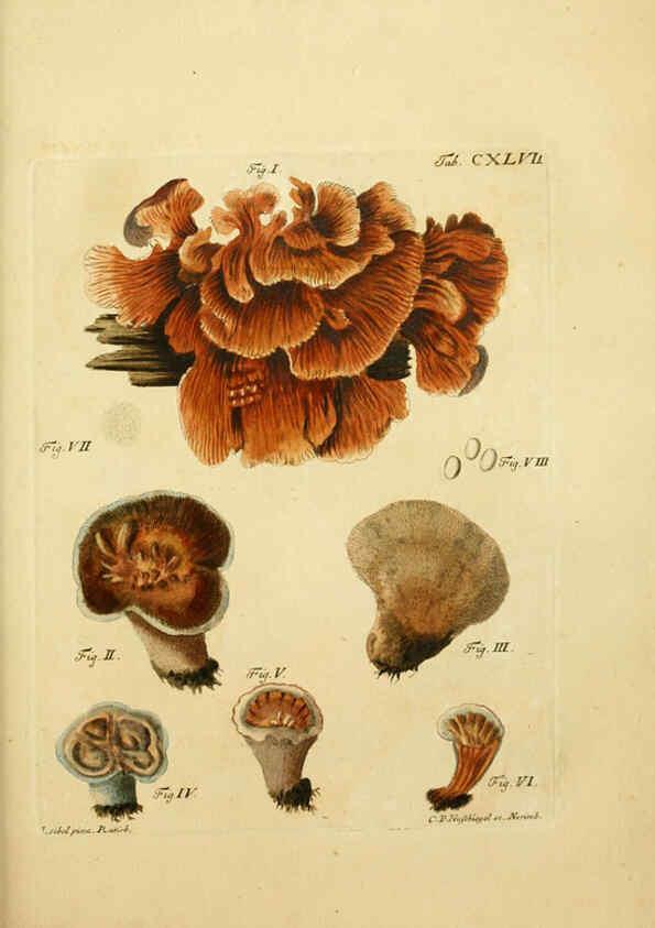Reproducción/Reproduction 6256918519: Fungorum qui in Bavaria et Palatinatu circa Ratisbonam nascuntur icones, nativis coloribus expressae. v.1-2. Erlangae,Apud J.J. Palmium,1800