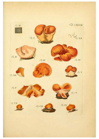 Reproducción/Reproduction 6256918789: Fungorum qui in Bavaria et Palatinatu circa Ratisbonam nascuntur icones, nativis coloribus expressae. v.1-2. Erlangae,Apud J.J. Palmium,1800
