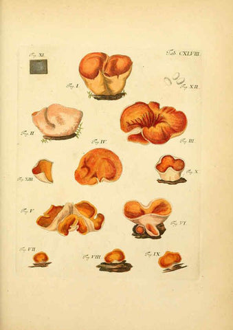 Reproducción/Reproduction 6256918789: Fungorum qui in Bavaria et Palatinatu circa Ratisbonam nascuntur icones, nativis coloribus expressae. v.1-2. Erlangae,Apud J.J. Palmium,1800