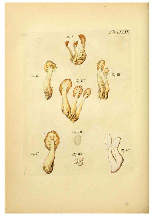 Reproducción/Reproduction 6257448834: Fungorum qui in Bavaria et Palatinatu circa Ratisbonam nascuntur icones, nativis coloribus expressae. v.1-2. Erlangae,Apud J.J. Palmium,1800