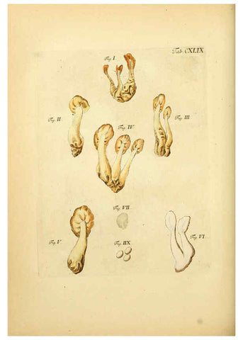 Reproducción/Reproduction 6257448834: Fungorum qui in Bavaria et Palatinatu circa Ratisbonam nascuntur icones, nativis coloribus expressae. v.1-2. Erlangae,Apud J.J. Palmium,1800