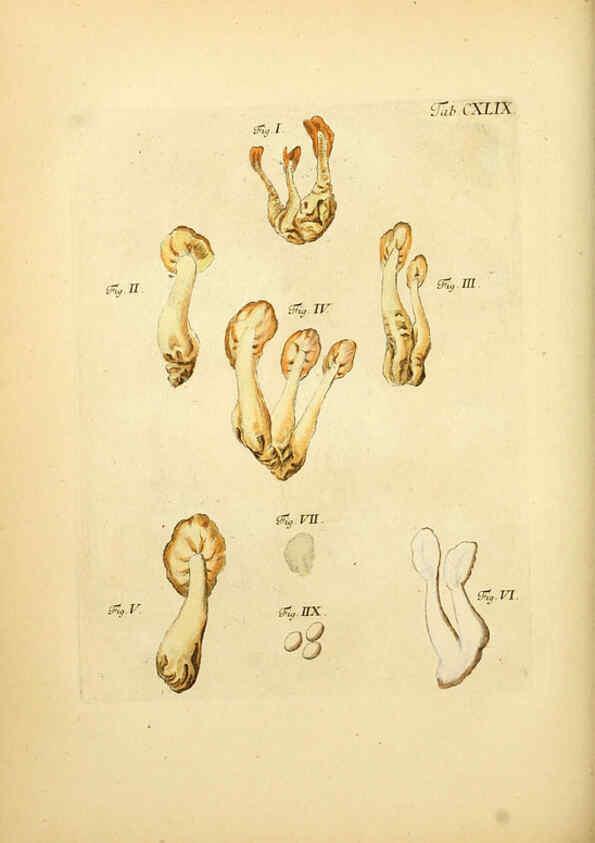 Reproducción/Reproduction 6257448834: Fungorum qui in Bavaria et Palatinatu circa Ratisbonam nascuntur icones, nativis coloribus expressae. v.1-2. Erlangae,Apud J.J. Palmium,1800