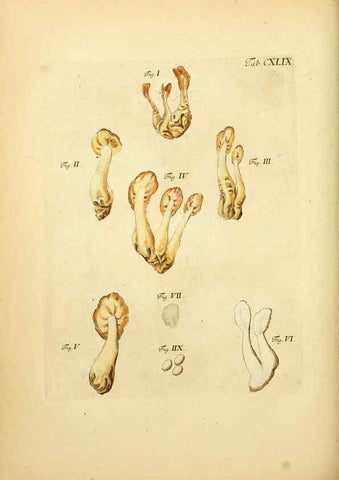 Reproducción/Reproduction 6257448834: Fungorum qui in Bavaria et Palatinatu circa Ratisbonam nascuntur icones, nativis coloribus expressae. v.1-2. Erlangae,Apud J.J. Palmium,1800