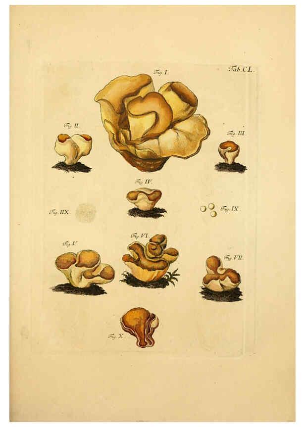 Reproducción/Reproduction 6257449116: Fungorum qui in Bavaria et Palatinatu circa Ratisbonam nascuntur icones, nativis coloribus expressae. v.1-2. Erlangae,Apud J.J. Palmium,1800