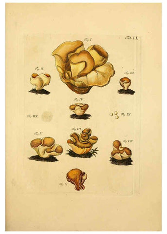 Reproducción/Reproduction 6257449116: Fungorum qui in Bavaria et Palatinatu circa Ratisbonam nascuntur icones, nativis coloribus expressae. v.1-2. Erlangae,Apud J.J. Palmium,1800