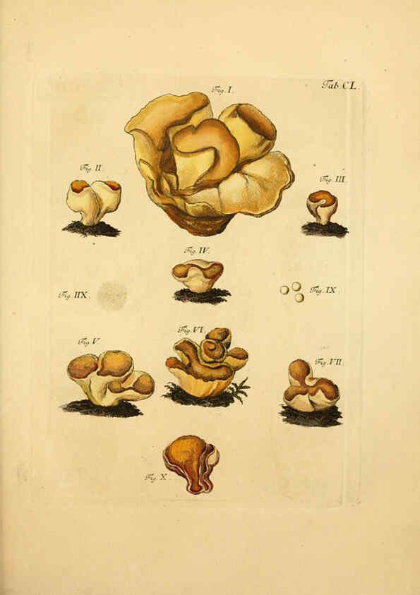 Reproducción/Reproduction 6257449116: Fungorum qui in Bavaria et Palatinatu circa Ratisbonam nascuntur icones, nativis coloribus expressae. v.1-2. Erlangae,Apud J.J. Palmium,1800