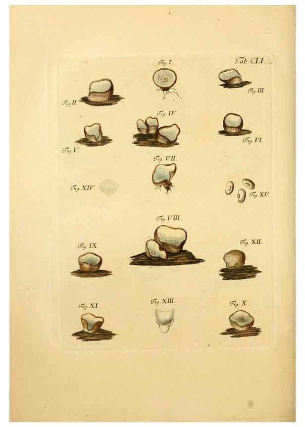 Reproducción/Reproduction 6257449348: Fungorum qui in Bavaria et Palatinatu circa Ratisbonam nascuntur icones, nativis coloribus expressae. v.1-2. Erlangae,Apud J.J. Palmium,1800